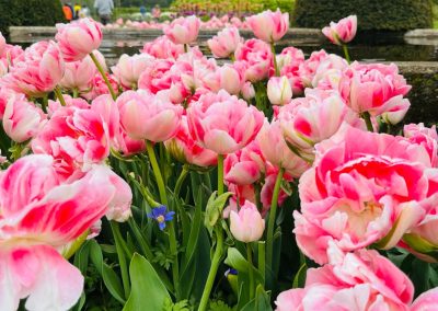 Keukenhof