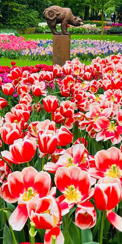 Keukenhof Tulips Field in Lisse, Netherlands